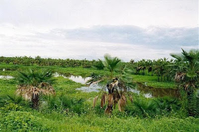 Yammine Fauna silvestre en Venezuela 1